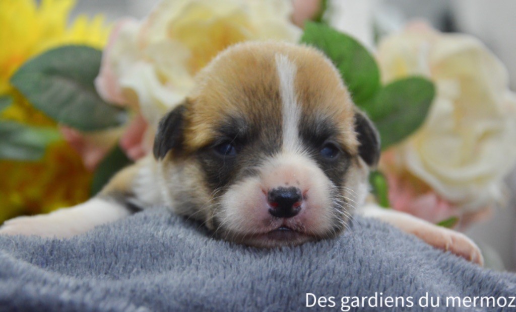 Des Gardiens Du Mermoz - Chiot disponible  - Welsh Corgi Pembroke