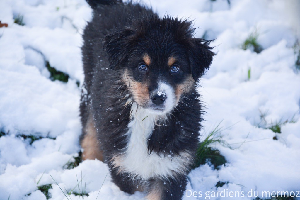 Des Gardiens Du Mermoz - Chiot disponible  - Berger Australien