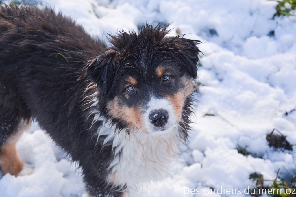 Des Gardiens Du Mermoz - Chiot disponible  - Berger Australien