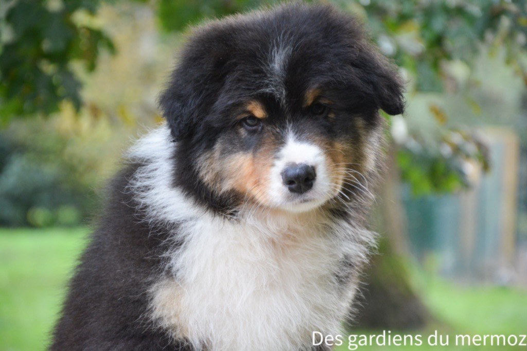 Des Gardiens Du Mermoz - Chiot disponible  - Berger Australien