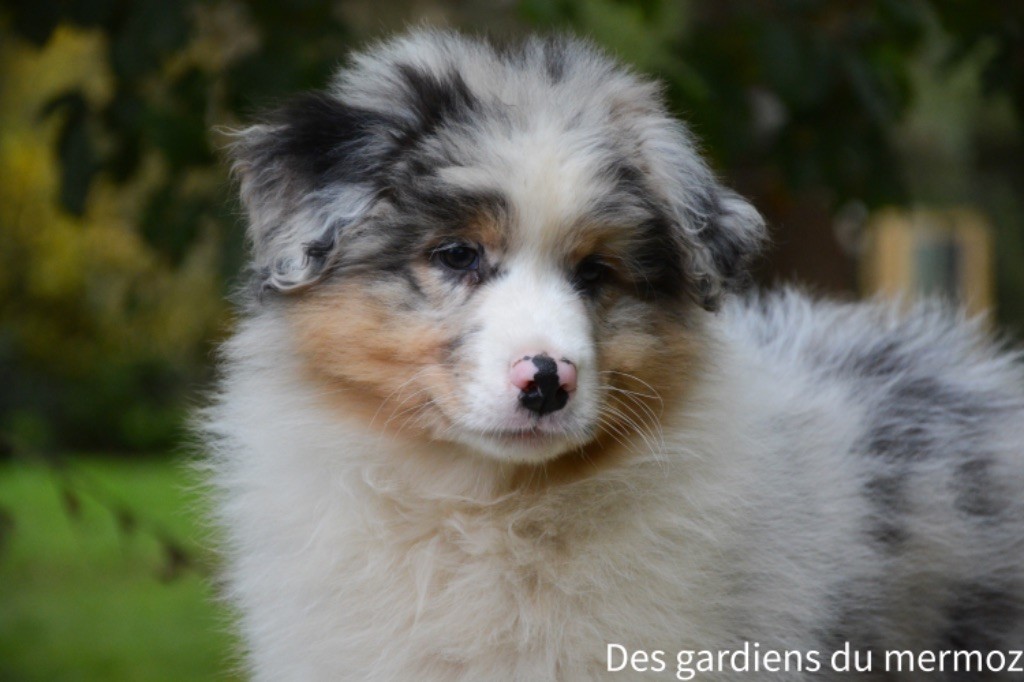 Des Gardiens Du Mermoz - Chiot disponible  - Berger Australien