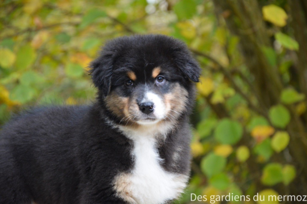 Des Gardiens Du Mermoz - Chiot disponible  - Berger Australien