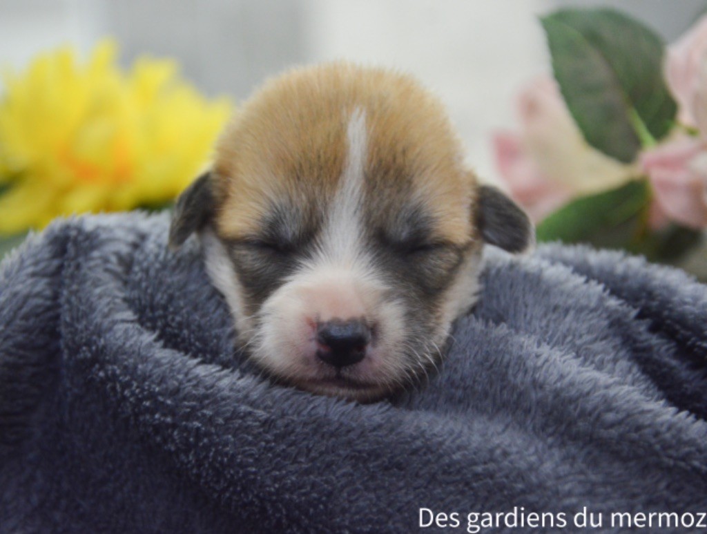 Des Gardiens Du Mermoz - Chiot disponible  - Welsh Corgi Pembroke