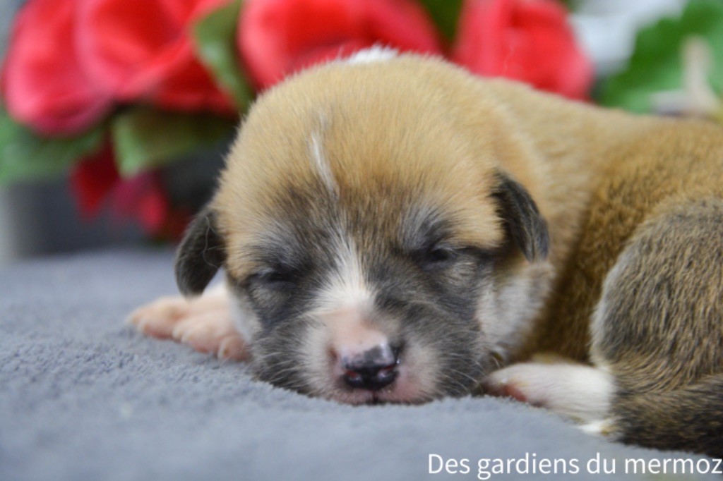 Des Gardiens Du Mermoz - Chiot disponible  - Welsh Corgi Pembroke