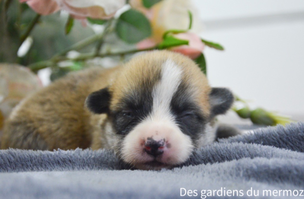 Des Gardiens Du Mermoz - Chiot disponible  - Welsh Corgi Pembroke