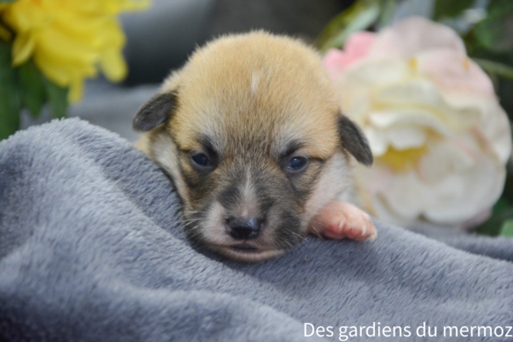 Des Gardiens Du Mermoz - Chiot disponible  - Welsh Corgi Pembroke