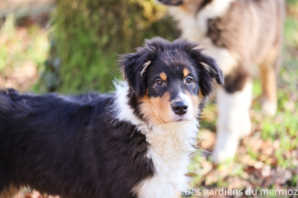 Des Gardiens Du Mermoz - Chiot disponible  - Berger Australien