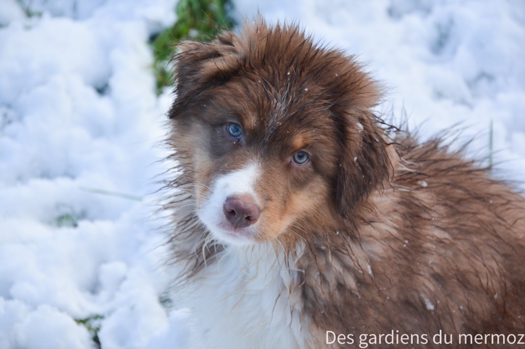 Des Gardiens Du Mermoz - Chiot disponible  - Berger Australien