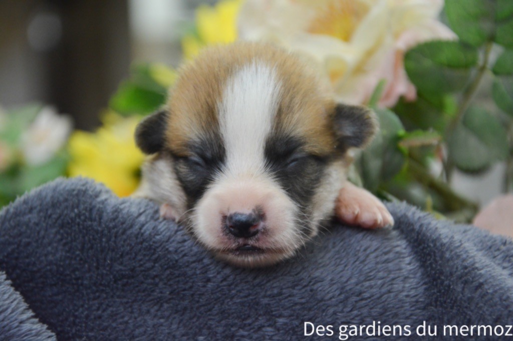 Des Gardiens Du Mermoz - Chiot disponible  - Welsh Corgi Pembroke