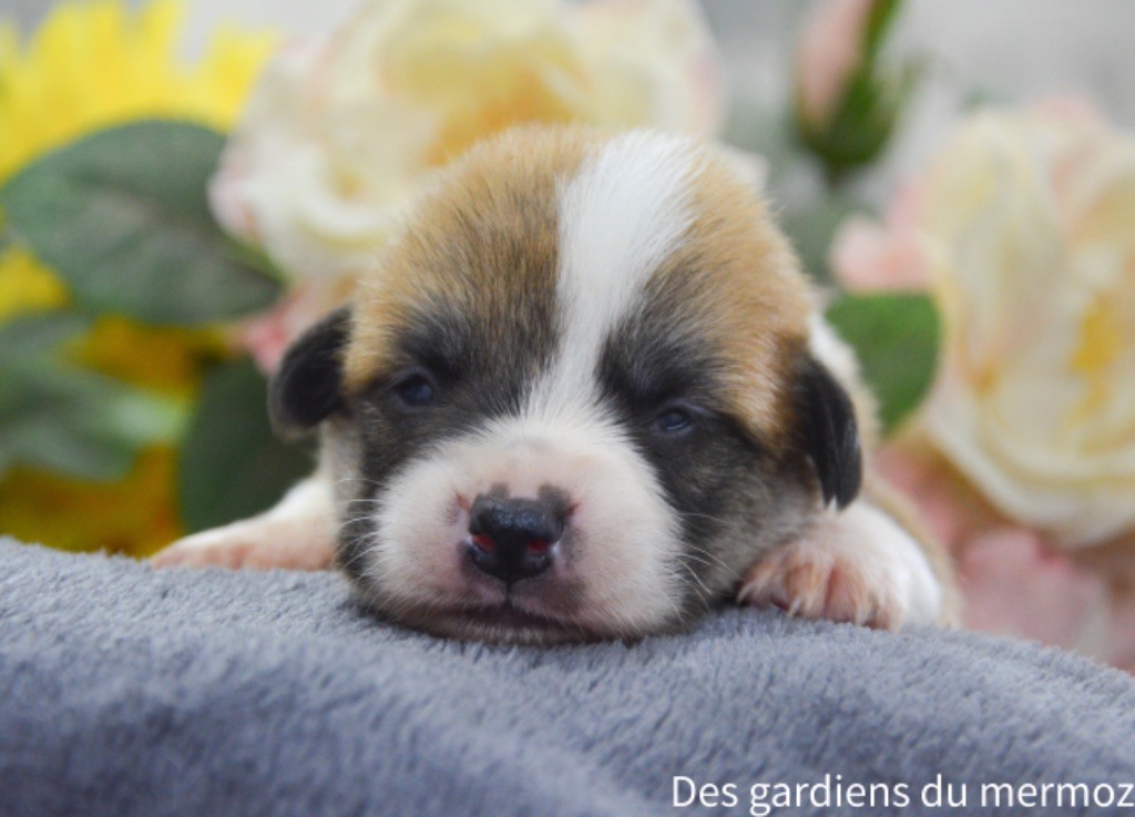 Des Gardiens Du Mermoz - Chiot disponible  - Welsh Corgi Pembroke