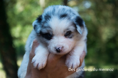 Femelle bleu merle bicolore  queue longue 