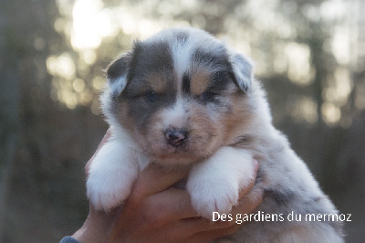 Femelle bleu merle queue longue 