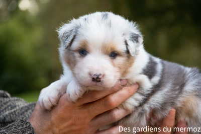 Mâle bleu merle  queue longue 