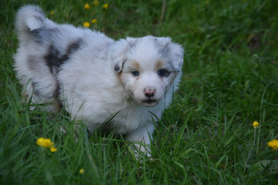 Femelle bleu merle queue longue 