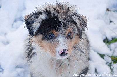 Femelle bleu merle 