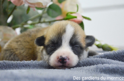 Des Gardiens Du Mermoz - Welsh Corgi Pembroke - Portée née le 26/10/2024