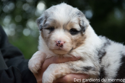 Femelle bleu merle 