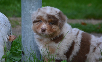 Mâle Rouge merle 