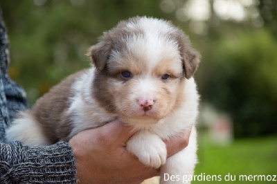 Femelle rouge merle queue longue 