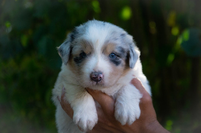 Mâle bleu merle 