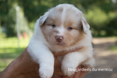 Mâle rouge merle 