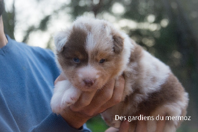 Mâle rouge merle 