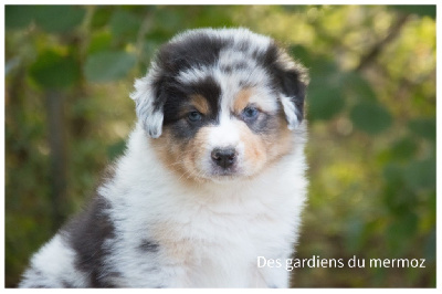 Mâle Bleu merle queue longue 