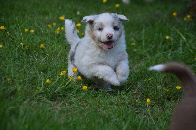 Femelle bleu merle queue longue 