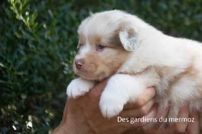 Mâle rouge merle 