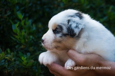 Mâle bleu merle queue longue 