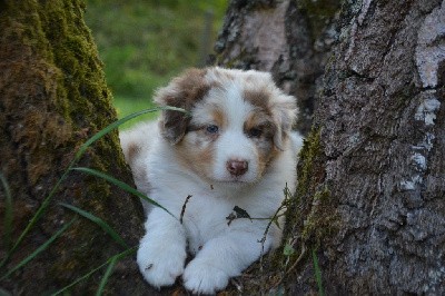 mâle rouge merle 