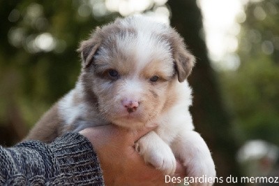 Femelle rouge merle queue longue 