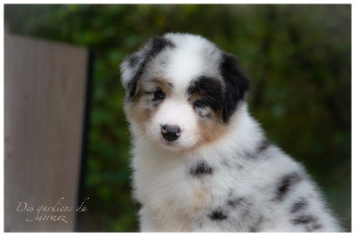 Mâle bleu merle queue longue 