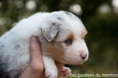 Mâle bleu merle  queue longue 