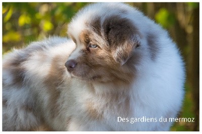 Mâle rouge merle queue longue 