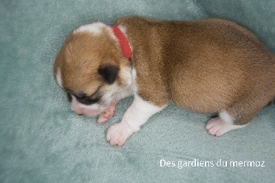 Femelle au collier rouge 