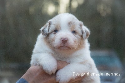 Femelle rouge merle queue longue 