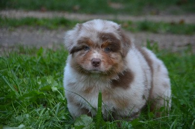 Mâle Rouge merle 