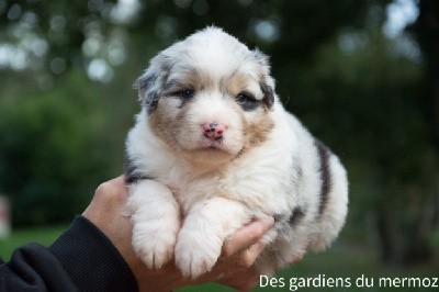 Femelle bleu merle 