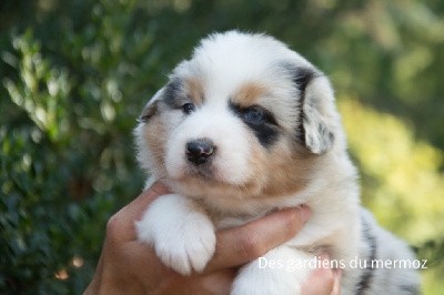 Mâle bleu merle 