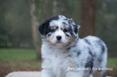 Femelle bleu merle queue longue 