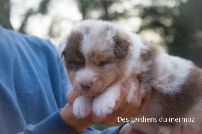 Mâle rouge merle 