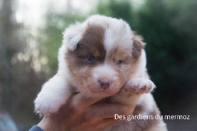 Mâle rouge merle 