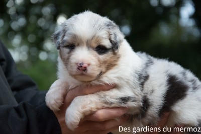 Femelle bleu merle 