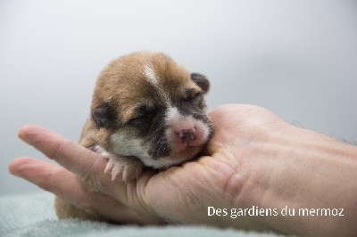 Femelle au collier rose 