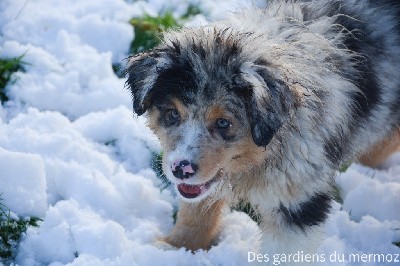 Femelle bleu merle 