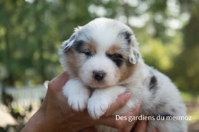 Mâle bleu merle 