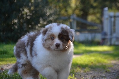 Mâle rouge merle 