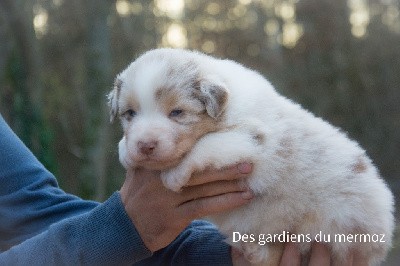 Femelle rouge merle queue longue 