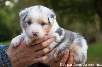 Mâle bleu merle  queue longue 